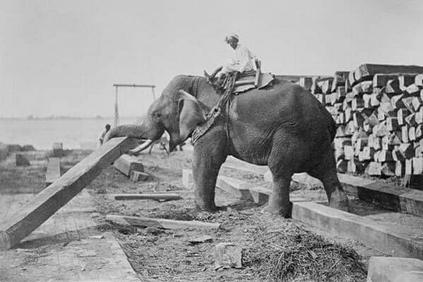 Elephant Moves Huge Logs for Indian Master and stack them in piles - Art Print