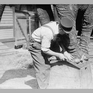 Elephant Pedicure - Art Print