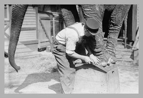 Elephant Pedicure - Art Print