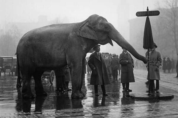 Elephant Turns Traffic Stop Sign in Intersection of Streets in the Nation's Capitol. - Art Print