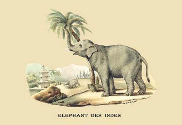 Elephant d'Inde by E. F. Noel - Art Print