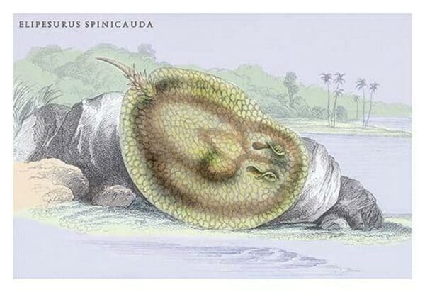 Elipersurus Spinicauda by Robert H. Schomburgk - Art Print