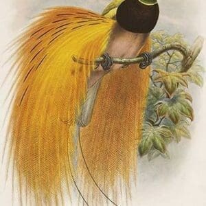 Empress of Germany Bird of Paradise. by John Gould - Art Print