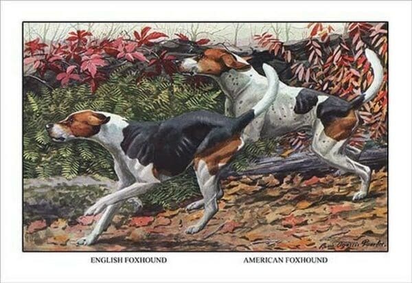 English Foxhound and American Foxhound by Louis Agassil Fuertes - Art Print