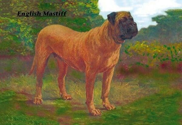 English Mastiff Champion - Art Print