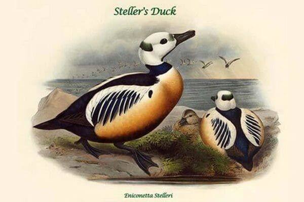 Eniconetta Stelleri - Steller's Duck by John Gould - Art Print