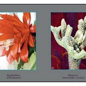 Epiphyllum Ackermarnii - Art Print