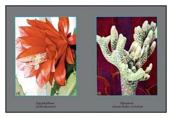 Epiphyllum Ackermarnii - Art Print