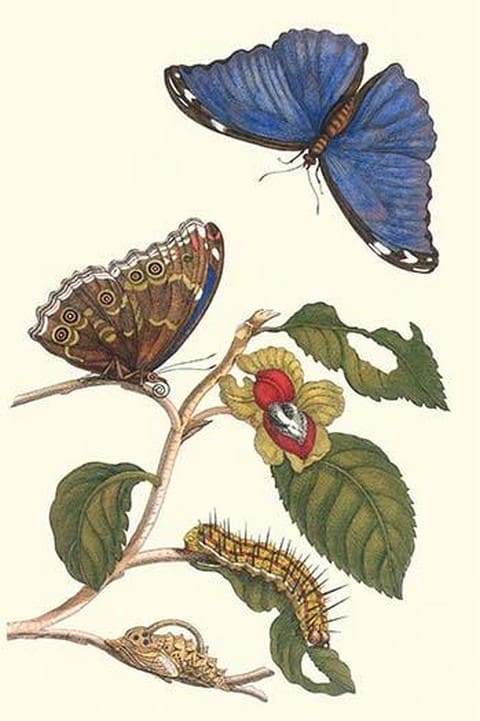 Epiphytic climbing plant with a Peleides Blue Morpho Butterfly & a Gulf Fritillary by Maria Sibylla Merian - Art Print