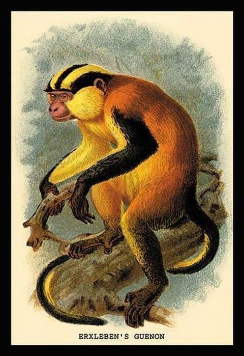 Erxleben's Guenon by G.R. Waterhouse - Art Print