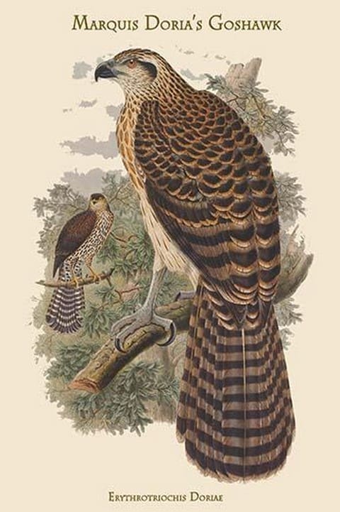 Erythrotriochis Doriae - Marquis Doria's Goshawk by John Gould - Art Print