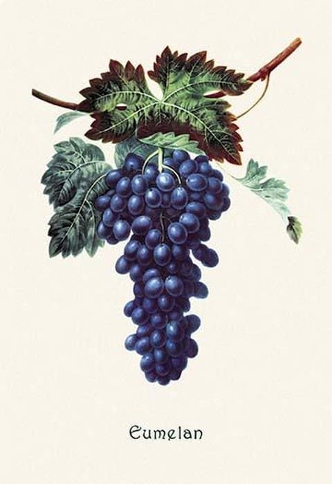 Eumelan Grapes - Art Print