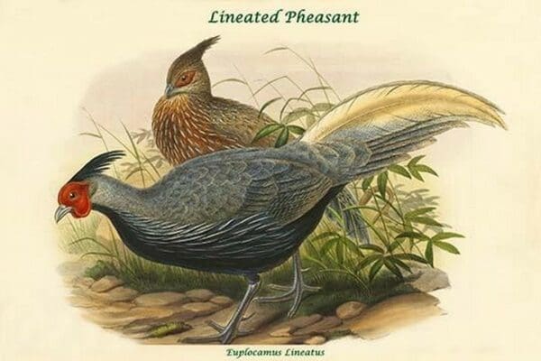 Euplocamus Lineatus - Lineated Pheasant by John Gould - Art Print