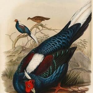 Euplocamus Swinhoii - Swinhoe's Fireback Pheasant by John Gould - Art Print