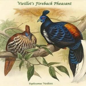 Euplocamus Vieillotti -Vieillot's Fireback Pheasant by John Gould - Art Print