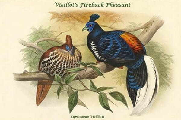 Euplocamus Vieillotti -Vieillot's Fireback Pheasant by John Gould - Art Print