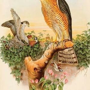 Eurasian Sparrowhawk by John Gould - Art Print