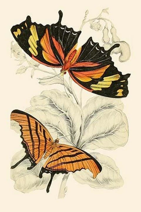 European Butterflies & Moths by James Duncan 0 - Art Print