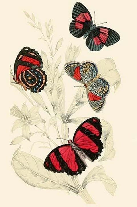 European Butterflies & Moths by James Duncan 1 - Art Print