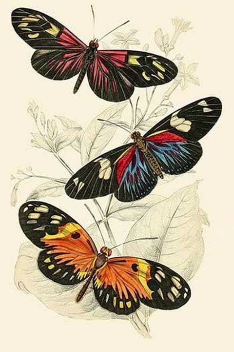 European Butterflies & Moths by James Duncan #2 - Art Print