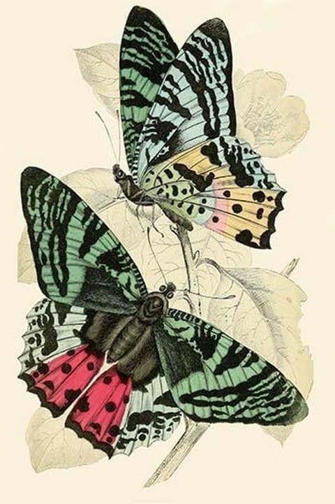 European Butterflies & Moths by James Duncan #22 - Art Print