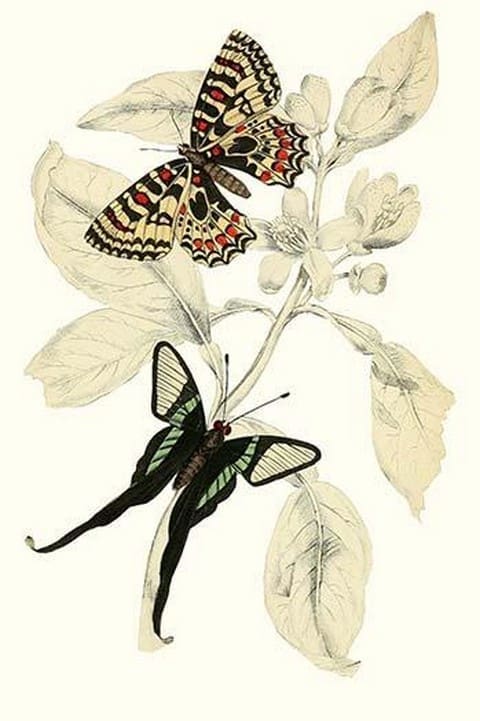 European Butterflies & Moths by James Duncan #23 - Art Print