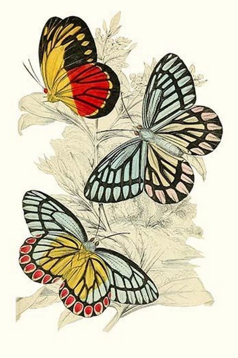 European Butterflies & Moths by James Duncan #24 - Art Print