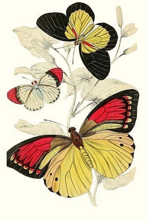 European Butterflies & Moths by James Duncan #25 - Art Print