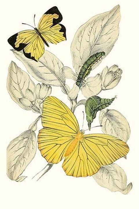 European Butterflies & Moths by James Duncan #26 - Art Print