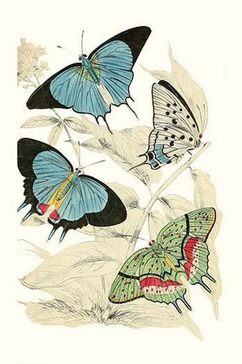 European Butterflies & Moths by James Duncan #27 - Art Print