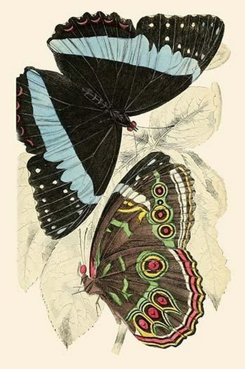 European Butterflies & Moths by James Duncan 3 - Art Print