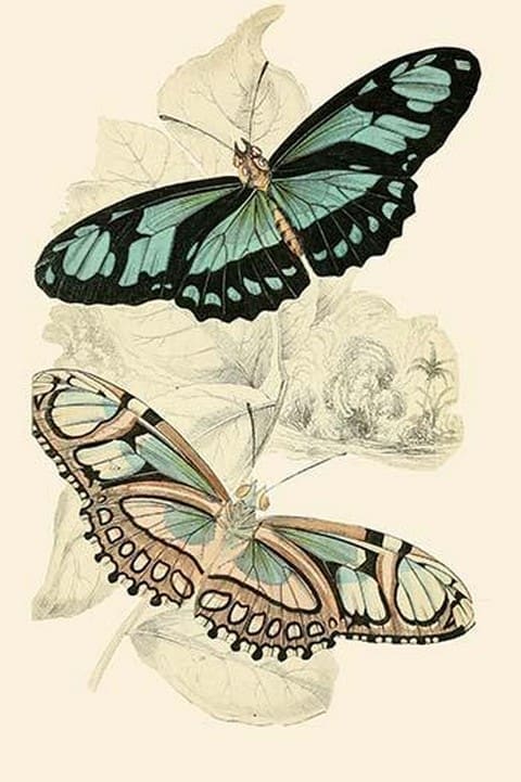 European Butterflies & Moths by James Duncan #4 - Art Print