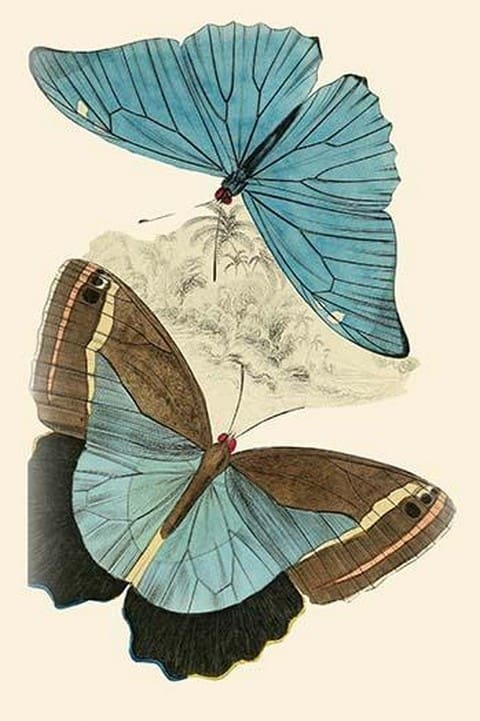 European Butterflies & Moths by James Duncan 4 - Art Print