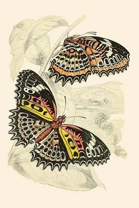 European Butterflies & Moths by James Duncan #5 - Art Print