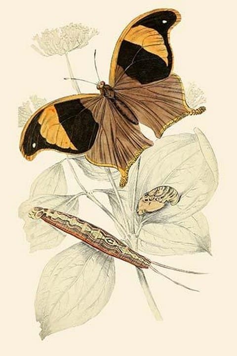 European Butterflies & Moths by James Duncan 5 - Art Print