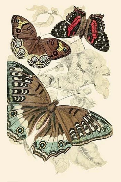 European Butterflies & Moths by James Duncan #6 - Art Print