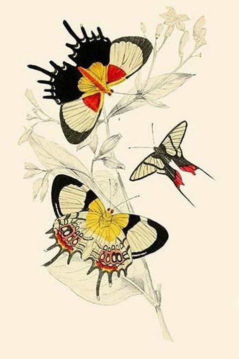 European Butterflies & Moths by James Duncan 6 - Art Print