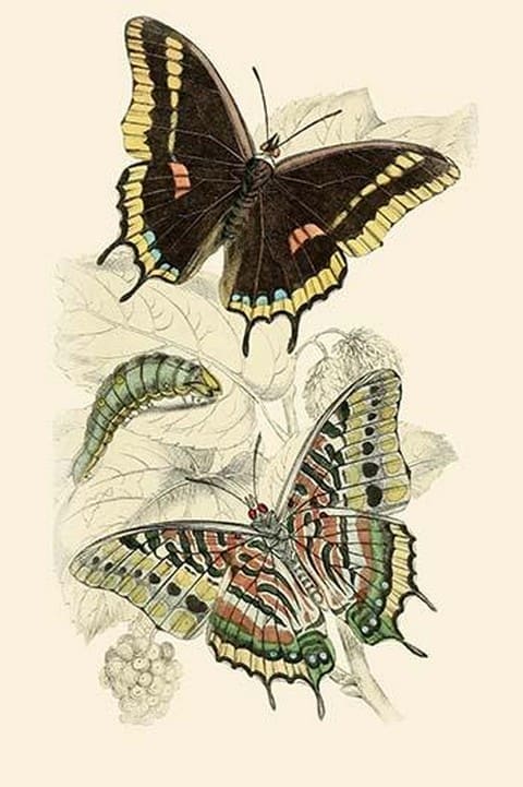 European Butterflies & Moths by James Duncan #7 - Art Print