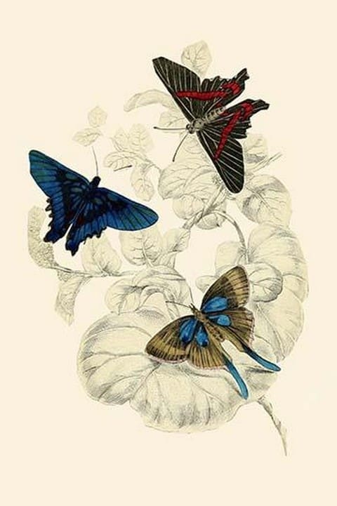 European Butterflies & Moths by James Duncan 7 - Art Print