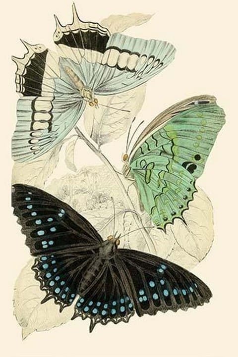 European Butterflies & Moths by James Duncan #8 - Art Print