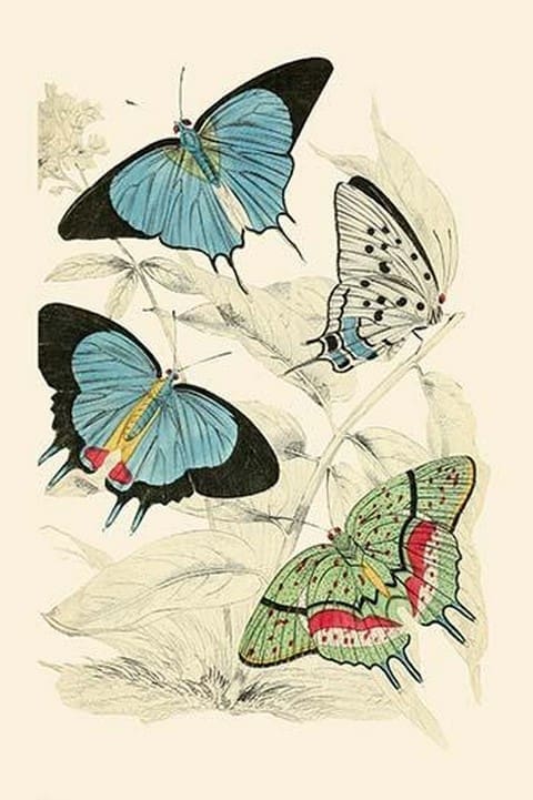 European Butterflies & Moths by James Duncan 8 - Art Print