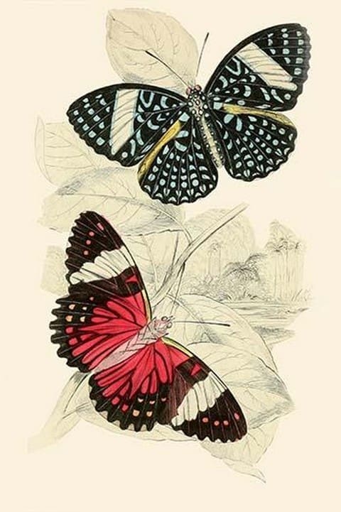 European Butterflies & Moths by James Duncan #9 - Art Print