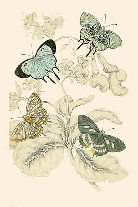 European Butterflies & Moths by James Duncan 9 - Art Print