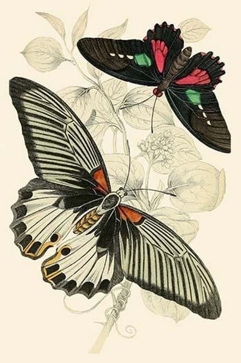 European Butterflies & Moths by James Duncan - Art Print