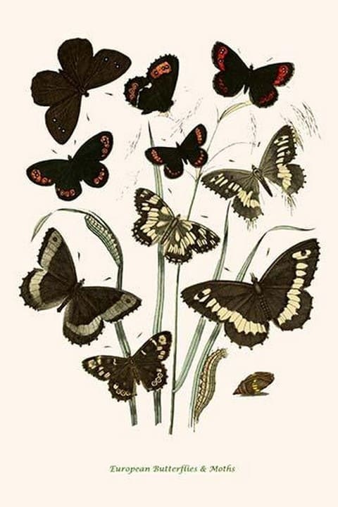 European Butterflies & Moths by William Forsell Kirby 02 - Art Print