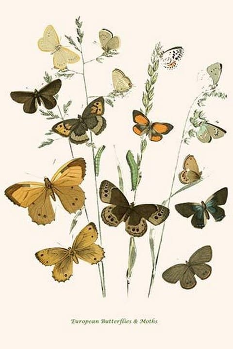 European Butterflies & Moths by William Forsell Kirby 03 - Art Print