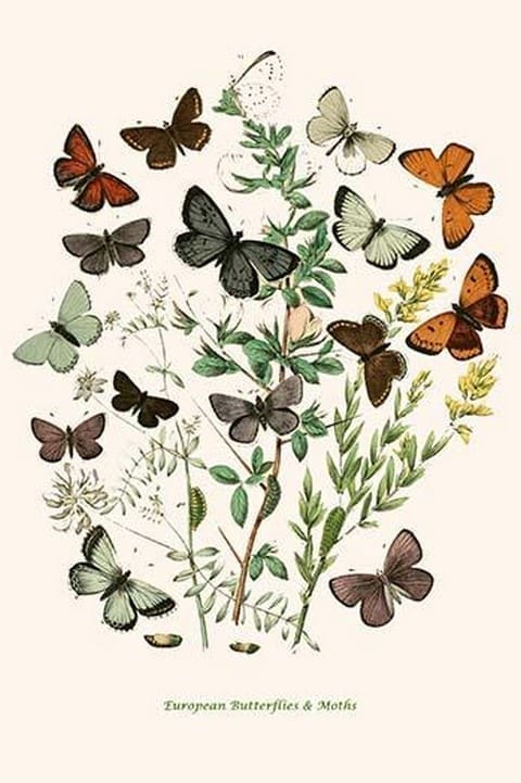 European Butterflies & Moths by William Forsell Kirby 05 - Art Print