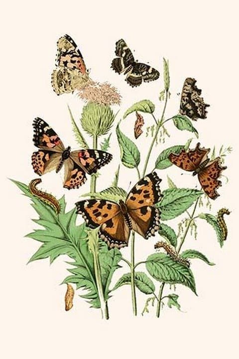 European Butterflies & Moths by William Forsell Kirby 07 - Art Print