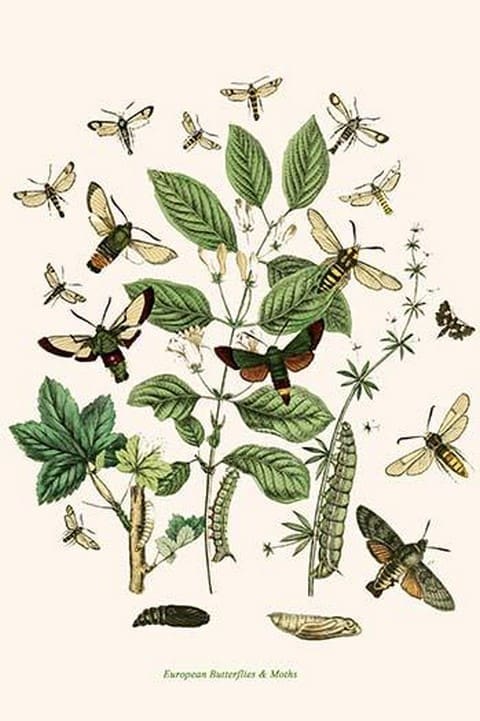 European Butterflies & Moths by William Forsell Kirby 12 - Art Print