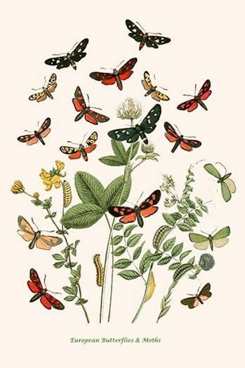 European Butterflies & Moths by William Forsell Kirby 13 - Art Print